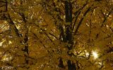 049 Sole in autunno.jpg